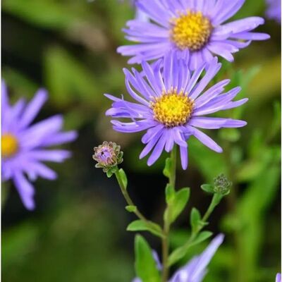 Die Nr-01.de Sommeraster Breslau - Aster alpinus Die Nr-01.de Sommeraster Breslau - Aster alpinus