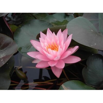 Pflanzen für dich Nymphaea Odorata Seerose Ca. 11x11 cm Topf Pflanzen für dich Nymphaea Odorata Seerose Ca. 11x11 cm Topf