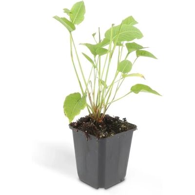 Exotenherz Kerzen Knöterich Persicaria Amplexicaulis Bistorta Winterharte Staude 9cm Topf Set mit 12 Pflanzen Exotenherz Kerzen Knöterich Persicaria Amplexicaulis Bistorta Winterharte Staude 9cm Topf Set mit 12 Pflanzen