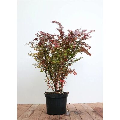 Pflanzen für dich Berberis thunbergii 'Atropurpurea' 60-80 cm Pflanzen für dich Berberis thunbergii 'Atropurpurea' 60-80 cm