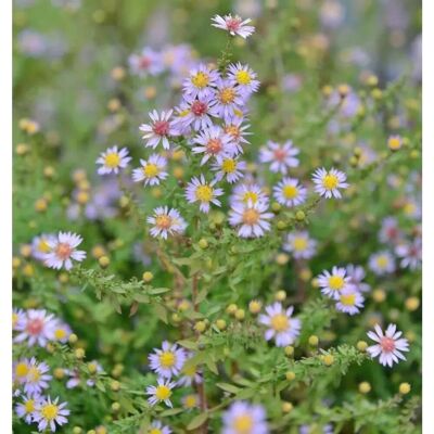 Die Nr-01.de Myrtenaster Lovely - Aster alpinus Die Nr-01.de Myrtenaster Lovely - Aster alpinus
