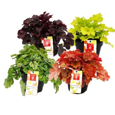 Exotenherz Winterharter Bodendecker Heuchera-Mix Indian Summer 8 große Pflanzen Purpurglöckchen Exotenherz Winterharter Bodendecker Heuchera-Mix Indian Summer 8 große Pflanzen Purpurglöckchen