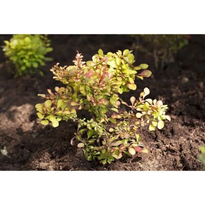Pflanzen für dich Berberis thunbergii 100-125 cm Pflanzen für dich Berberis thunbergii 100-125 cm