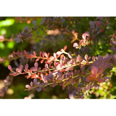 Pflanzen für dich Berberis thunbergii 'Atropurpurea' 40-60 cm Pflanzen für dich Berberis thunbergii 'Atropurpurea' 40-60 cm