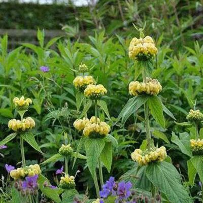 arborix 6 x Brandkraut Phlomis russeliana Topf 9cm Schnittblume arborix 6 x Brandkraut Phlomis russeliana Topf 9cm Schnittblume