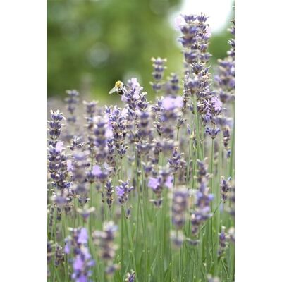 Pflanzen für dich Lavandula Angustifolia Munstead Echter Lavendel 2 Liter Container Pflanzen für dich Lavandula Angustifolia Munstead Echter Lavendel 2 Liter Container