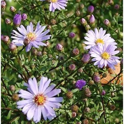 Die Nr-01.de Herbstwild Aster Blauschleier - Aster,aevis Die Nr-01.de Herbstwild Aster Blauschleier - Aster,aevis
