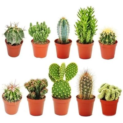 EXOTENHERZ - 10 Kakteen Set - 5,5cm Verschiedene EXOTENHERZ - 10 Kakteen Set - 5,5cm Verschiedene