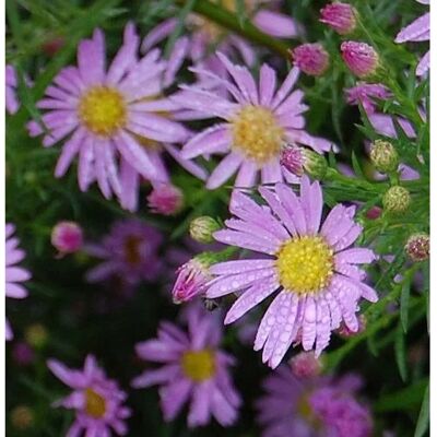 Die Nr-01.de Myrtenaster Pink Star - Aster pringlei Die Nr-01.de Myrtenaster Pink Star - Aster pringlei