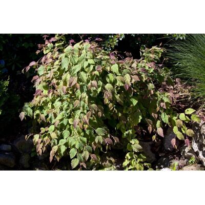 Pflanzen für dich Corylopsis Spicata Duft-Heckenkirsche Gelbe Blüten 100–125 cm Pflanzen für dich Corylopsis Spicata Duft-Heckenkirsche Gelbe Blüten 100–125 cm