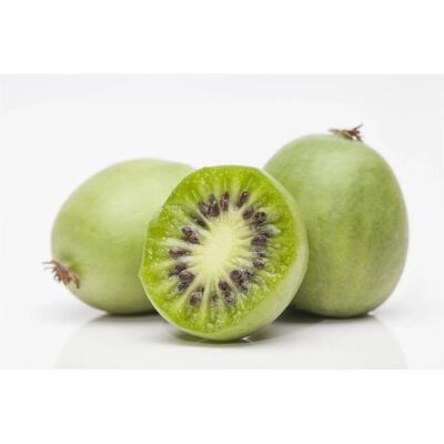 Pflanzen für dich Actinidia Arguta Kiwibeere 150–200 cm Winterhart Pflanzen für dich Actinidia Arguta Kiwibeere 150–200 cm Winterhart