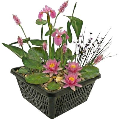 Vdvelde Mini Teichpflanzen Set Rosa 4 Wasserpflanzen Korb Substrat & Dünger Vdvelde Mini Teichpflanzen Set Rosa 4 Wasserpflanzen Korb Substrat & Dünger