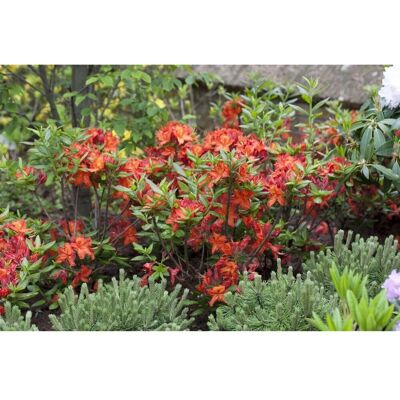 Pflanzen für dich Rhododendron Luteum Parkfeuer Gelb-Orange 40–50 cm Pflanzen für dich Rhododendron Luteum Parkfeuer Gelb-Orange 40–50 cm
