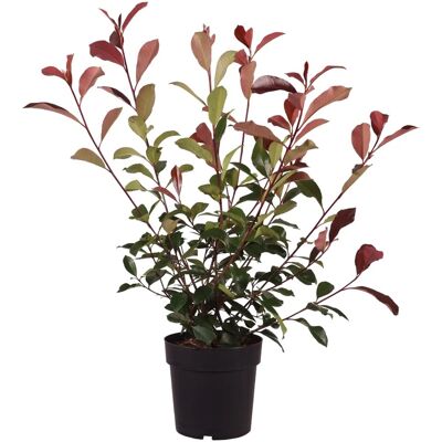 GROW by OBI Glanzmispel Red Robin H ca. 60-80cm Topf 6l Photinia fraseri GROW by OBI Glanzmispel Red Robin H ca. 60-80cm Topf 6l Photinia fraseri