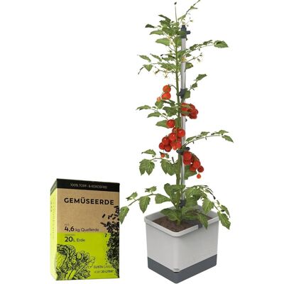 Gusta Garden Tomatentopf Tom Tomato Pflanzentopf mit Rankhilfe Hellgrau mit 20L Urban Gardening Erde Gusta Garden Tomatentopf Tom Tomato Pflanzentopf mit Rankhilfe Hellgrau mit 20L Urban Gardening Erde