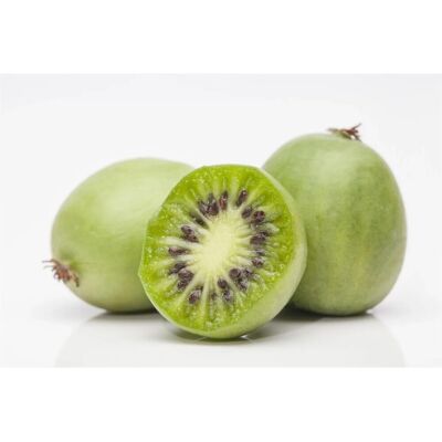 Pflanzen für dich Actinidia Arguta Kiwi 40–60 cm Winterhart Pflanzen für dich Actinidia Arguta Kiwi 40–60 cm Winterhart