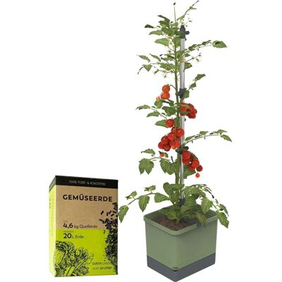 Gusta Garden Tomatentopf Tom Tomato Pflanzentopf mit Rankhilfe Dunkelgrün mit 20L Urban Gardening Erde Gusta Garden Tomatentopf Tom Tomato Pflanzentopf mit Rankhilfe Dunkelgrün mit 20L Urban Gardening Erde