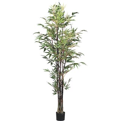 Kaiserkraft - Bambus Chinese wonder - 190 cm - 6 Stämme - Pflanze Kaiserkraft - Bambus Chinese wonder - 190 cm - 6 Stämme - Pflanze