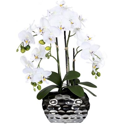 Phalaenopsis in Ovalvase, Höhe 550 mm, Blüten weiß kaiserkraft Phalaenopsis in Ovalvase, Höhe 550 mm, Blüten weiß kaiserkraft