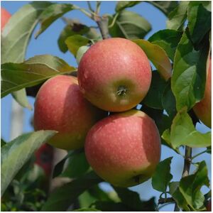 Apfel Pinova®, 1 Buschbaum im 5 Liter Topf, ca.100 cm