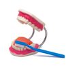 Monti-W Die Zähne und das Gebiss - Ein Modell zur Zahnpflege