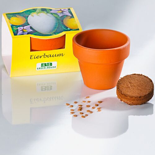 3Pagen Pflanzset "Eierbaum"