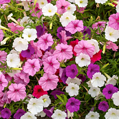 3Pagen Pflanzset Petunien