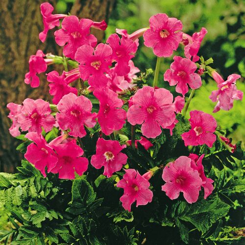 3Pagen Incarvillea Pflanze, 3er-Set