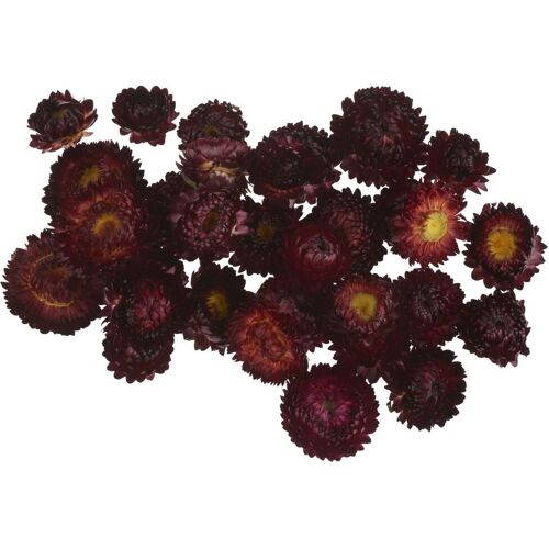 VBS Strohblumenköpfe - Rot