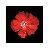 Euroart Glasbild Red Poppy I, Glas - Weiß