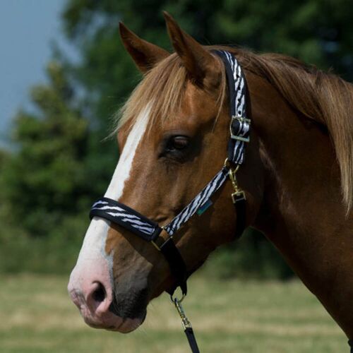 Bucas Halfter Comfort Halter Black Zebra XL kavalio - für mich und mein Pferd - Black Zebra