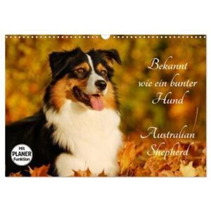 Calvendo Bekannt Wie Ein Bunter Hund. Australian Shepherd (Wandkalender 2024 Din A3 Quer), Calvendo Monatskalender