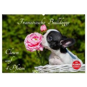 Calvendo Französische Bulldogge - Clown Auf 4 Pfoten (Wandkalender 2024 Din A2 Quer), Calvendo Monatskalender