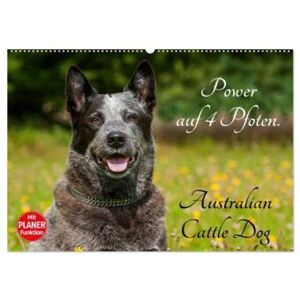 Calvendo Power Auf 4 Pfoten. Australian Cattle Dog (Wandkalender 2024 Din A2 Quer), Calvendo Monatskalender