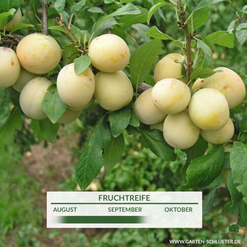 Garten Schlüter Mirabelle 'Bellamira®'