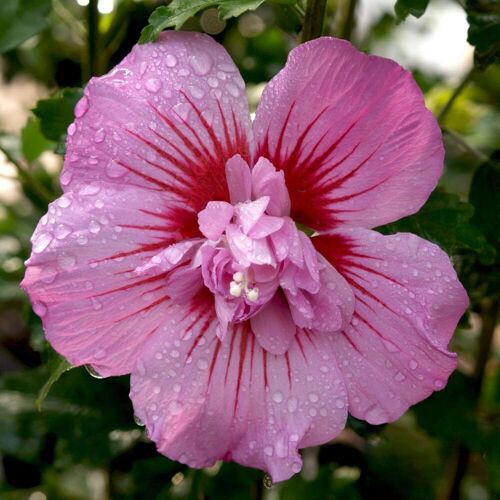 Garten Schlüter Garteneibisch 'Maike' - Hibiskus