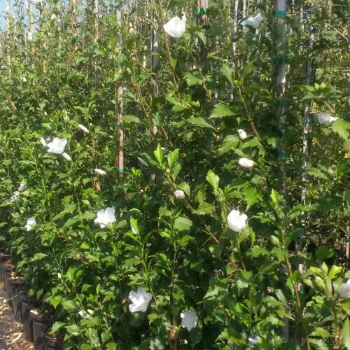 Garten Schlüter Säulen-Eibisch 'White Pillar'