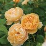 David Austin Roses David Austin-Rose 'Roald Dahl®'