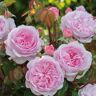 David Austin Roses David Austin Rose 'Olivia Rose Austin®'