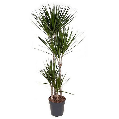 ROOTZ PLANTS XXL-Drachenbaum Dracaena Marginata Topfgröße Ø 27cm 1 Pflanze
