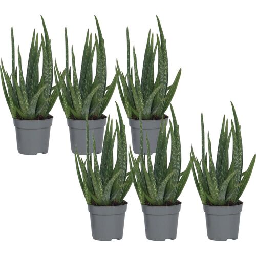 Plant in a Box, Pflanzen, Aloe barbadensis - 6er Set Aloe Vera (25 cm)