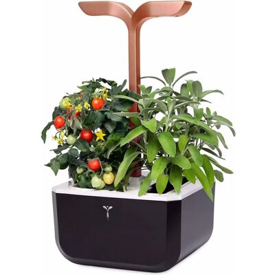 Véritable, Blumentopf, Exksy Smart (20 x 18.20 x 37.50 cm) Véritable, Blumentopf, Exksy Smart (20 x 18.20 x 37.50 cm)