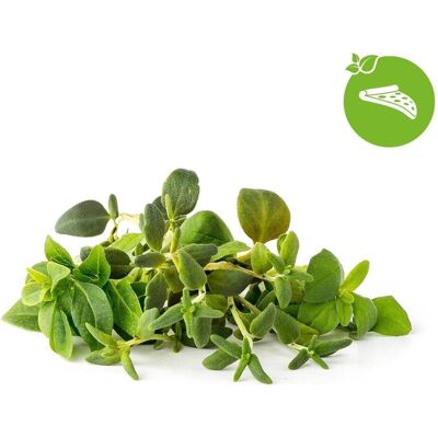 Click & Grow Kräutergarten-Set - Italienische Kräuter, 9 Kapseln Click & Grow Kräutergarten-Set - Italienische Kräuter, 9 Kapseln