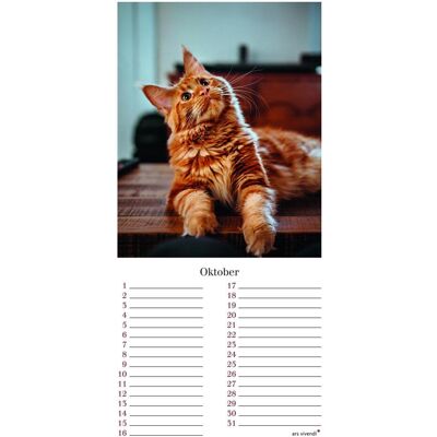 Ars Vivendi, Kalender, Geburtstagskalender Katzen, immerwährend Ars Vivendi, Kalender, Geburtstagskalender Katzen, immerwährend