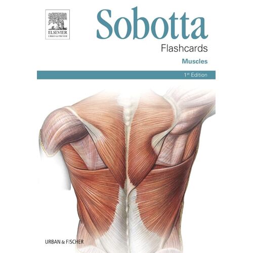 Urban & Fischer/Elsevier Sobotta Flashcards Muscles