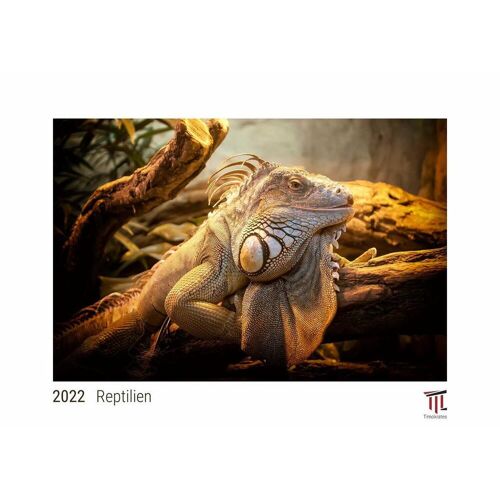 Timokrates Verlag Reptilien 2022 – White Edition – Timokrates Kalender Wandkalender Bildkalender – Din A4 (Ca. 30 X 21 Cm)