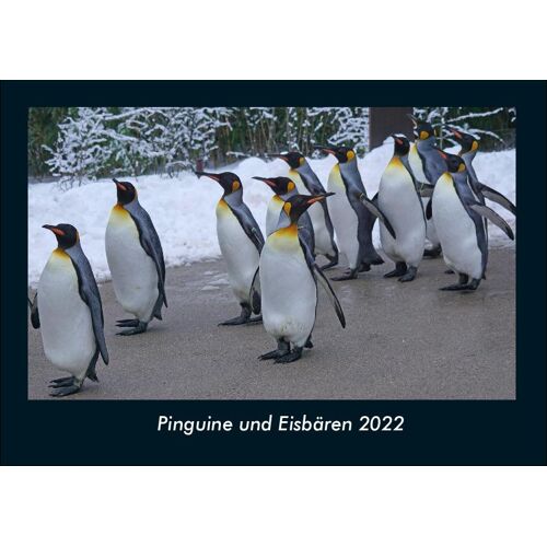 Vero Kalender Pinguine Und Eisbären 2022 Fotokalender Din A4