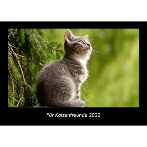 Vero Kalender Für Katzenfreunde 2022 Fotokalender Din A3