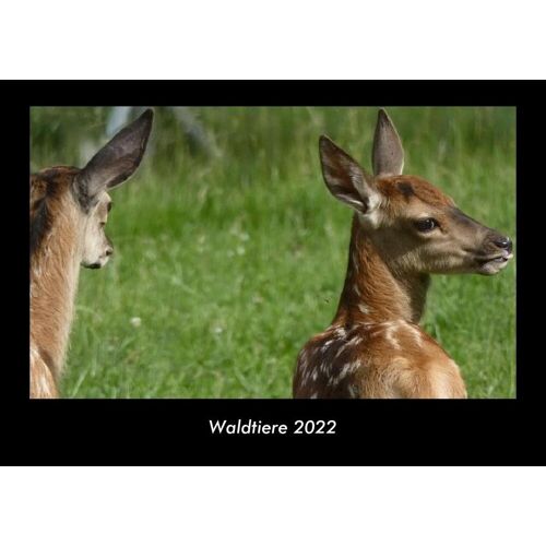 Vero Kalender Waldtiere 2022 Fotokalender Din A3