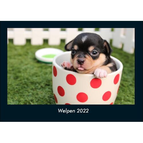 Vero Kalender Welpen 2022 Fotokalender Din A4